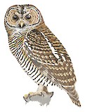 Rusty-barred Owl Illustration