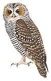 Rufous-legged Owl Illustration