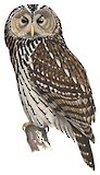 Ural Owl Illustration