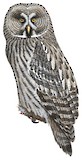 Great Grey Owl Illustration