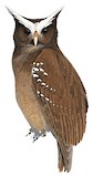 Crested Owl Illustration