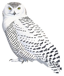 snowy owl line drawing