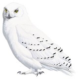 Snowy Owl Illustration