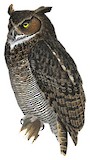 Great Horned Owl Illustration