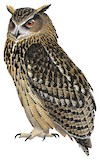 Eurasian Eagle-Owl Illustration