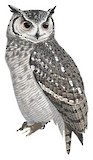 Greyish Eagle-Owl Illustration