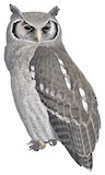 Verreaux's Eagle-Owl Illustration