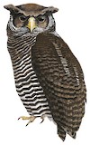 Shelley's Eagle-Owl Illustration