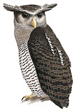 Barred Eagle-Owl Illustration