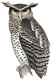 Spot-bellied Eagle-Owl Illustration