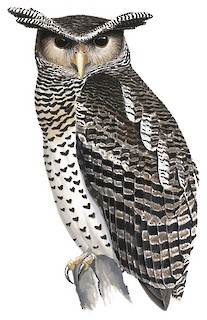 Spot-bellied Eagle-Owl - Ketupa nipalensis - Birds of the World