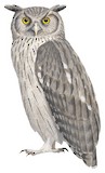 Dusky Eagle-Owl Illustration