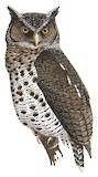 Akun Eagle-Owl Illustration