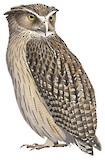 Blakiston's Fish Owl Illustration