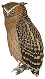 Buffy Fish Owl Illustration