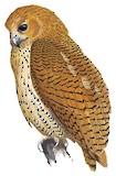 Pel's Fishing Owl Illustration