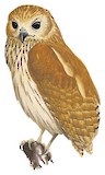 Rufous Fishing Owl Illustration