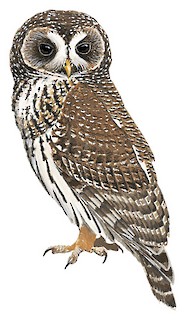 Strix virgata squamulata