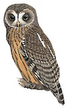 Mottled Owl Illustration