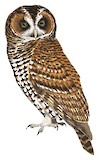 Rufous-banded Owl Illustration