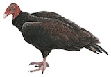 Turkey Vulture Illustration