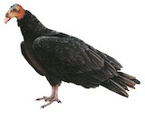 Lesser Yellow-headed Vulture Illustration