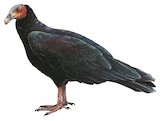 Greater Yellow-headed Vulture Illustration