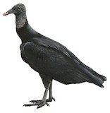 Black Vulture Illustration