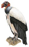 King Vulture Illustration