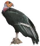 California Condor Illustration