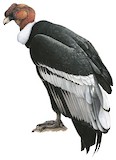 Andean Condor Illustration