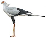 Secretarybird Illustration