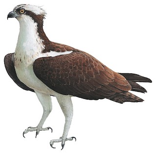 The Osprey (Pandion haliaetus), sometimes known as the sea hawk, fish eagle  or fish hawk, is a diurnal, fish-eating bird of prey. - Stock Image -  Everypixel