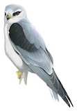 Black-winged Kite Illustration