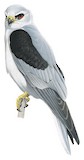 White-tailed Kite Illustration