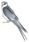 Scissor-tailed Kite Illustration