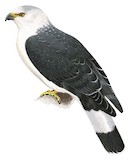 White-collared Kite Illustration