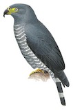 Hook-billed Kite Illustration