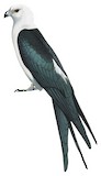 Swallow-tailed Kite Illustration