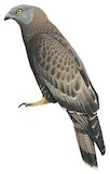 European Honey Buzzard Illustration