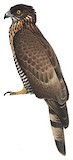 Barred Honey Buzzard Illustration