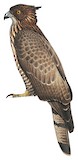 Philippine Honey Buzzard Illustration