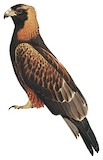 Black-breasted Buzzard Illustration