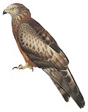 Square-tailed Kite Illustration