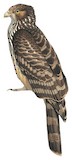 Long-tailed Honey Buzzard Illustration