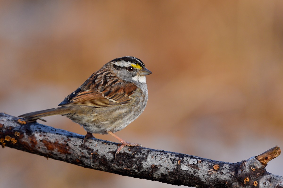 White-throated Sparrow - ML151482031