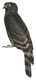 Black Honey Buzzard Illustration