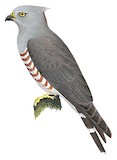 African Cuckoo-Hawk Illustration