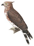 Madagascar Cuckoo-Hawk Illustration