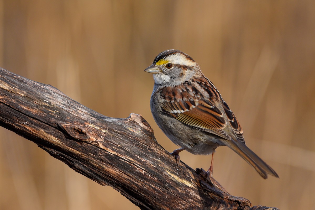 White-throated Sparrow - ML151482091